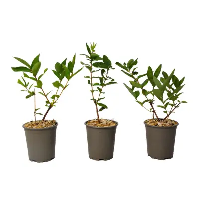 Sibirska borovnica - 3 kos - Lonicera kamtchatica - Višina 25-40cm - ⌀9cm