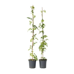 Jasminova troblja - 2 kos - Campsis radicans - Višina 110-120cm - ⌀17cm