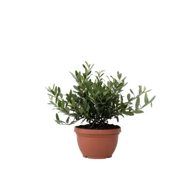 Oljka - Olea europaea - Višina 30-40cm - ⌀21cm