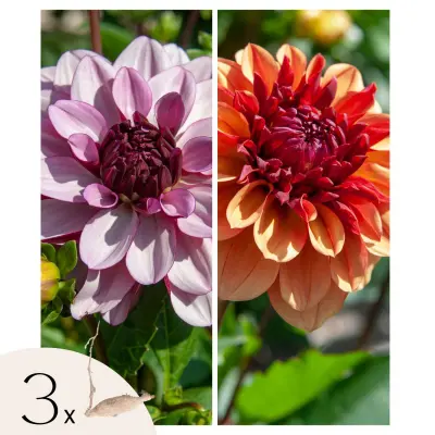 Korenine dalije - 3 kos - Dahlia 'Sweet & Honey' - Cvetne čebulice