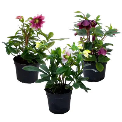 Vzhodni teloh - 3 kos - Helleborus orientalis - Višina 20-30cm - ⌀12cm
