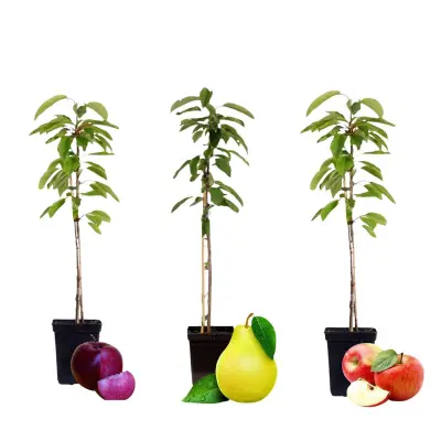 Sadni stolpci - 3 kos - Jabolko, hruška - Višina 60-70cm - ⌀9cm