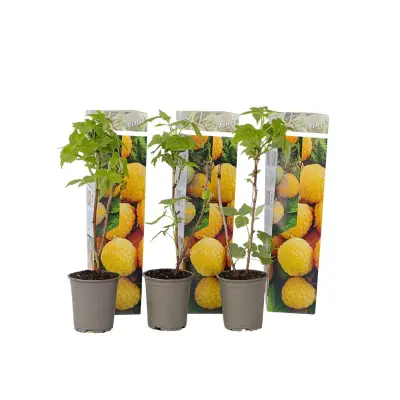 Malina - 3 kos - Rubus idaeus 'Fallgold' - Višina 25-40cm - ⌀9cm
