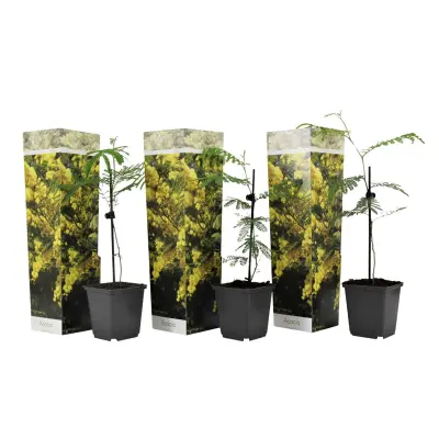 Mimoza - 3 kos - Mimosa dealbata - Višina 25-40cm - ⌀9cm