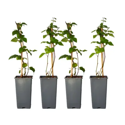 Navadna robida - 2 kos - Rubus fruticosus 'Thornfree' - Višina 50-60cm - ⌀15cm