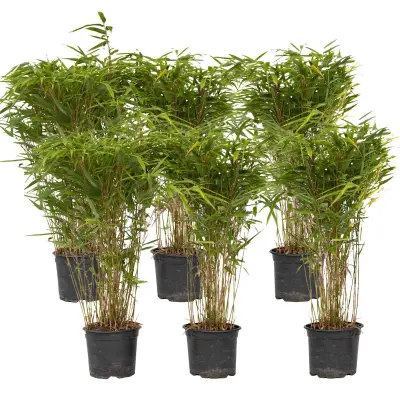 Bambus - 6 kos - Fargesia nitida 'Gansu' - Višina 50-70cm - ⌀17cm