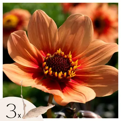 Korenine dalije - 3 kos - Dahlia 'Happy Single First Love' - Cvetne čebulice