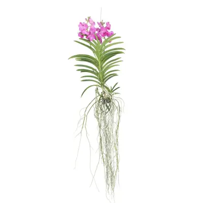 Orhideja vanda - Vanda 'Pink' - Višina 45-55cm