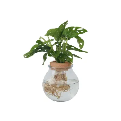 Opičji list - Monstera adansonii 'Monkey Mask' - Višina 25-35cm - ⌀20cm