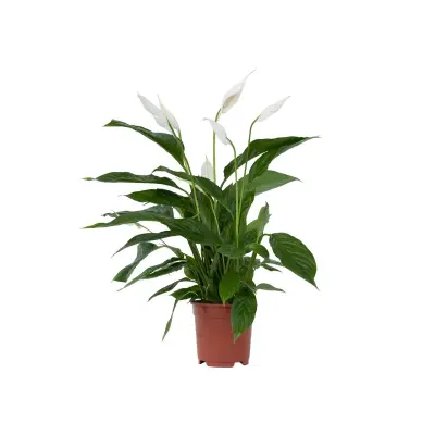 Spatifil - Spathiphyllum 'Lima' - Višina 60-75cm - ⌀17cm