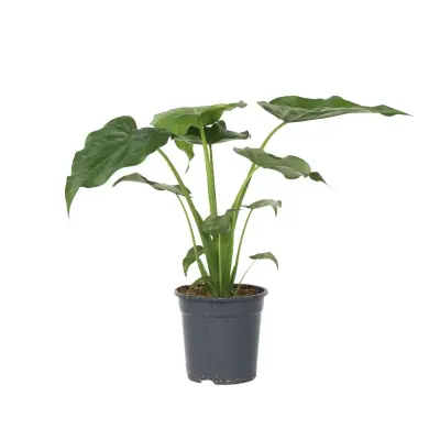 Alokazija - Alocasia 'Cucullata' - Višina 70-80 cm - ⌀19cm