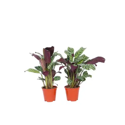 Marant - 4 kos - Ctenanthe 'burle-marxii' - Višina 25-40cm - ⌀12cm