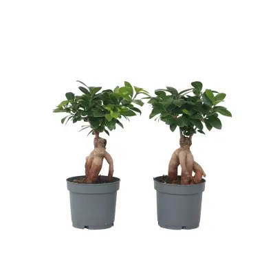 Bonsaj - 2 kos - Ficus microcarpa - Višina 30-40cm - ⌀12cm