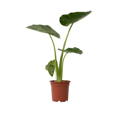 Alokazija - Alocasia 'Macrorrhizos' - Višina 60-70cm - ⌀17cm