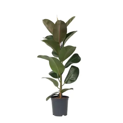 Gumovec - Ficus Elastica 'Robusta' - Višina 75-100cm - ⌀24cm