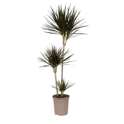 Dracena - Dracaena marginata - Višina 110-130cm - ⌀24cm