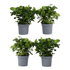 Navadna gardenija - 4 kos - Gardenia jasminoides - Višina 20-30cm - ⌀13cm