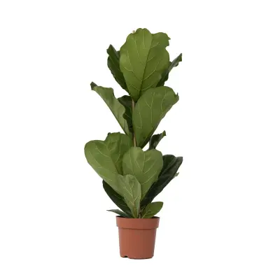 Lirastolisti fikus - Ficus Lyrata - Višina 70-90cm - ⌀21cm