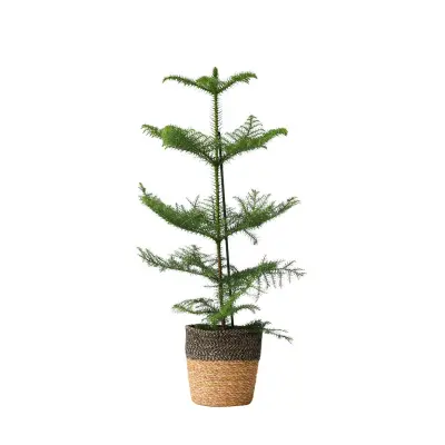 Sobna smreka - Araucaria heterophylla - Višina 50-60cm - ⌀17cm