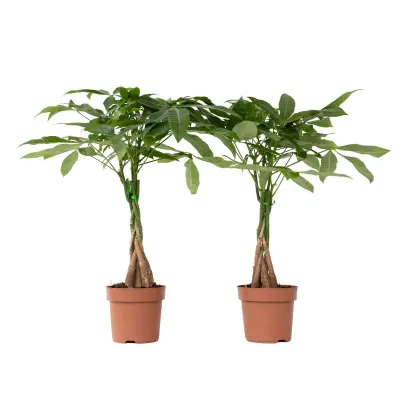 Vodna pahira - 2 kos - Pachira aquatica - Višina 60-70cm - ⌀17cm
