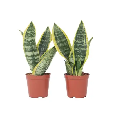 Taščin jezik - 2 kos - Sansevieria trifasciata Superba - Višina 35-40cm - ⌀12cm