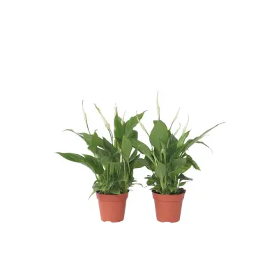 Spatifil - 2 kos - Spathiphyllum 'Torelli' - Višina 30-45cm - ⌀12cm