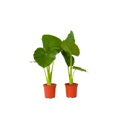 Alokazija - 2 kos - Alocasia 'Odora' - Višina 55-75cm - ⌀17cm