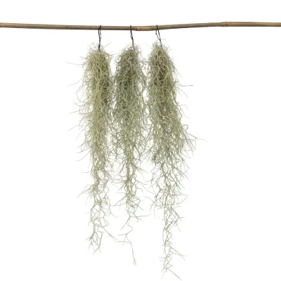 Bradasta tilandzija - 3 kos - Tillandsia usneoides - Višina 25-40cm - ⌀5cm