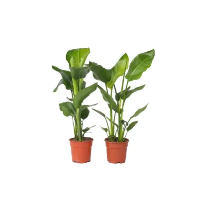 Strelicija - 2 kos - Strelitzia nicolai - Višina 55-70cm - ⌀17cm