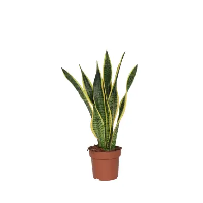 Taščin jezik - Sansevieria trifasciata Laurentii - Višina 60-70cm - ⌀17cm