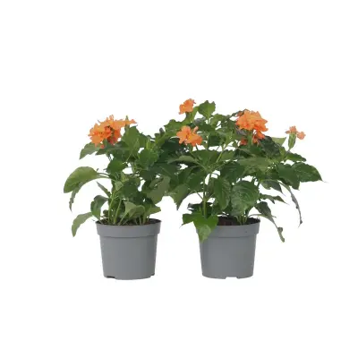 Krosandra - 4 kos - Crossandra 'Fortuna' - Višina 20-30cm - ⌀13cm