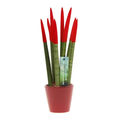 Taščin jezik - Sansevieria cylindrica - Višina 20-40cm - ⌀9cm
