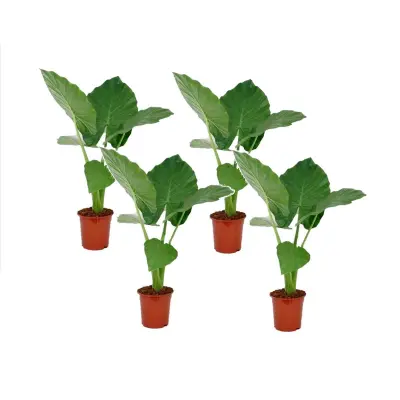 Alokazija - 4 kos - Alocasia 'Macrorrhizos' - Višina 60-70cm - ⌀17cm