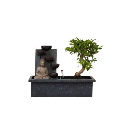 Bonsai Slap Buda - Bonsai - Višina 25-35cm - ⌀29cm