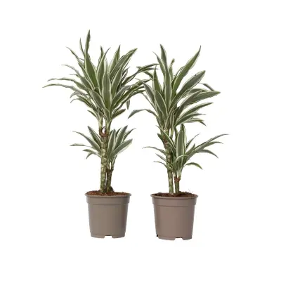 Dracena - 2 kos - Dracaena deremensis 'White Stripe' - Višina 60-70cm - ⌀17cm