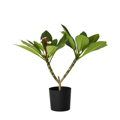 Plumerija - Plumeria rubra 'Roza' - Višina 55-70cm - ⌀17cm