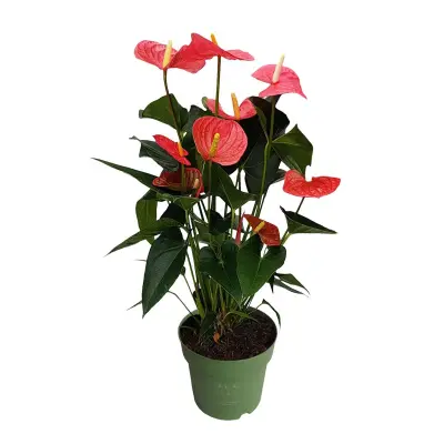 Flamingovec - Anturij - Anthurium 'Maine Pink' - Višina 55-70cm - ø17cm