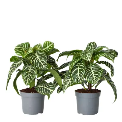 Zebrasta afelandra - 2 kos - Aphelandra 'Botanica' - Višina 25-45cm - ⌀13cm