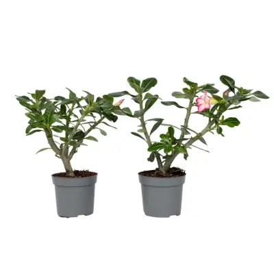 Tolsti adenij - 2 kos - Adenium obesum - Višina 30-45cm - ⌀13cm