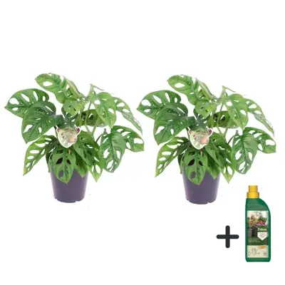 Opičji list - 2 kos - Monstera 'Monkey Mask' - Višina 25-30cm - ⌀12cm