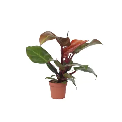 Filodendron - Philodendron 'Sun Light' - Višina 20-30cm - ⌀12cm