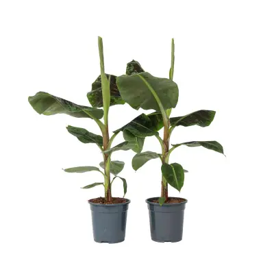 Bananovec - 2 kos - Musa 'Dwarf Cavendish' - Višina 90-100cm - ⌀21cm