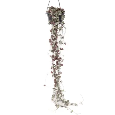 Svetilnica - Ceropegia linearis Woodii - Višina 20-30cm - ⌀14cm