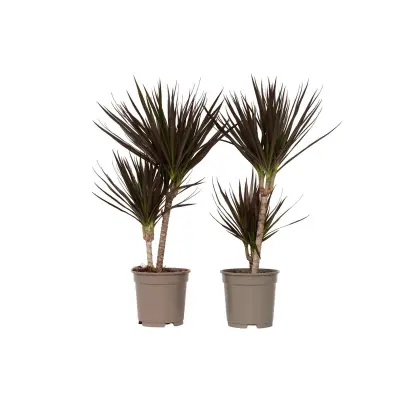 Dracena - 2 kos - Dracaena marginata 'Magenta' - Višina 70-80cm - ⌀17cm