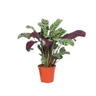 Marant - Ctenanthe 'burle-marxii' - Višina 25-40cm - ⌀12cm
