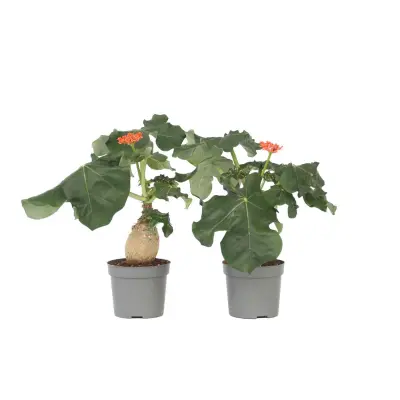 Jatropa - 2 kos - Jatropha podagrica - Višina 25-45cm - ⌀13cm