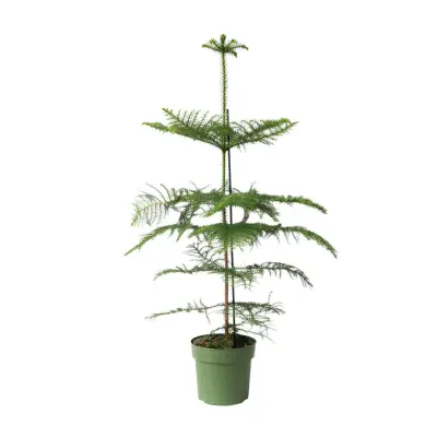 Sobna smreka - Araucaria heterophylla - Višina 70-80cm - ⌀21cm