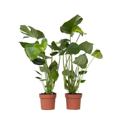 Navadna monstera - 2 kos - Monstera deliciosa - Višina 50-60cm - ⌀17cm