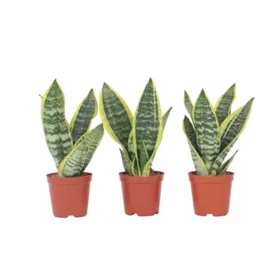 Taščin jezik - 3 kos - Sansevieria trifasciata Superba - Višina 35-40cm - ⌀12cm