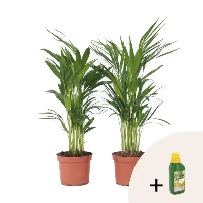 Palma areka - 2 kos - Dypsis lutescens - Višina 60-70cm - ⌀17cm